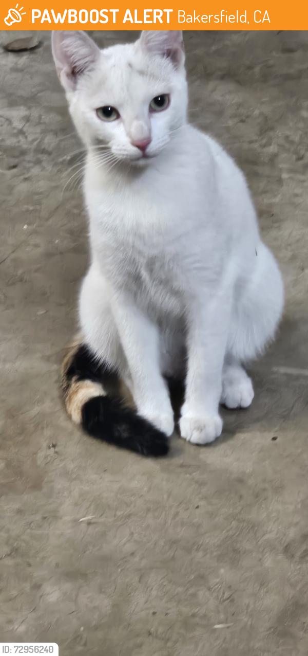 Found/Stray Female Cat last seen North halfmoon and ashe rd, Bakersfield, CA 93309