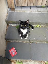Found/Stray Unknown Cat last seen JFK Blvd, Jersey City, NJ 07307