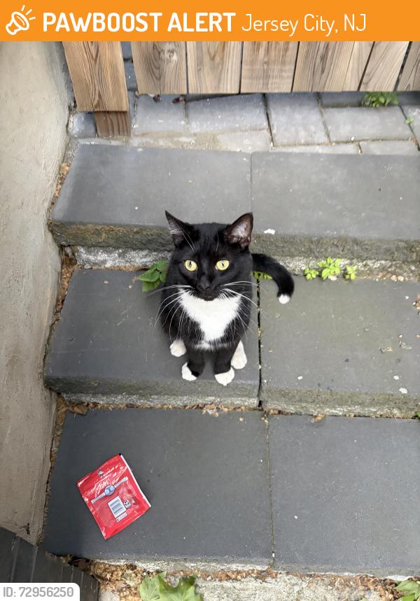 Found/Stray Unknown Cat last seen JFK Blvd, Jersey City, NJ 07307