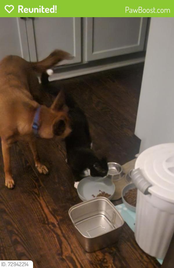 Reunited Male Cat last seen Intersection of Woodland Ave. and Creston Rd., Raleigh, NC 27608