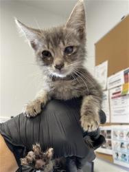 Shelter Stray Female Cat last seen Near BLOCK E CLINTON AVE, FRESNO CA 93703, Fresno, CA 93727