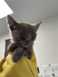 Shelter Stray Female Cat last seen Near BLOCK E CLINTON AVE, FRESNO CA 93703, Fresno, CA 93727