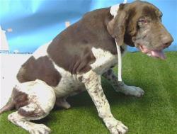 Shelter Stray Male Dog last seen , Gardena, CA 90248