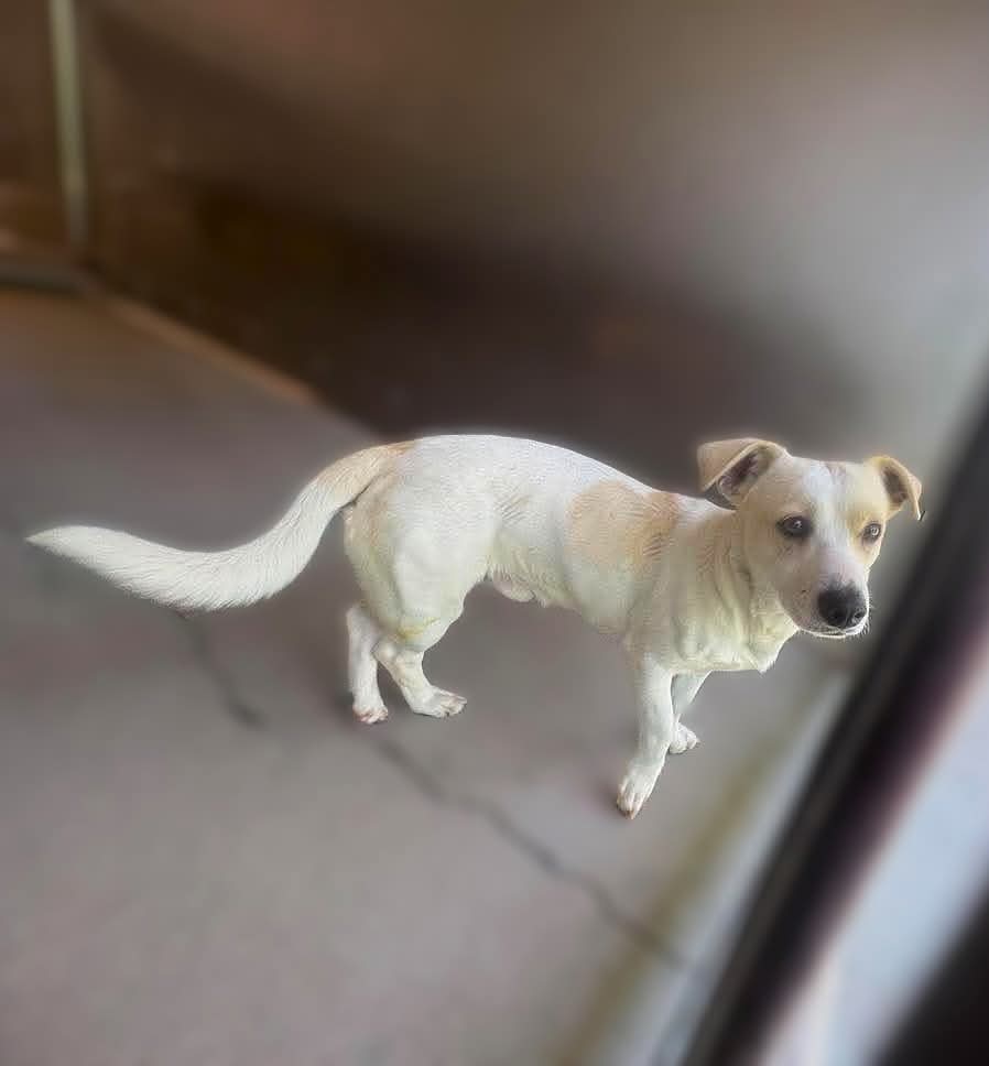 Shelter Stray Male Dog last seen SERRANO RD X W 24TH ST, San Bernardino, CA 92401