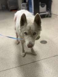 Shelter Stray Male Dog last seen Near BLOCK FELSPAR ST, JURUPA VALLEY CA 92509, Jurupa Valley, CA 92509