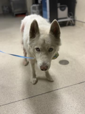 Shelter Stray Male Dog last seen Near BLOCK FELSPAR ST, JURUPA VALLEY CA 92509, Jurupa Valley, CA 92509