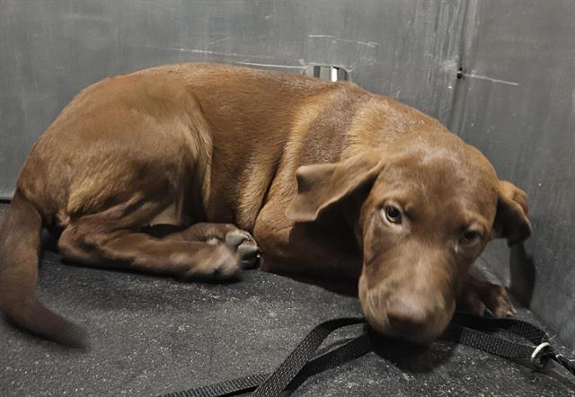 Shelter Stray Female Dog last seen Near BLOCK CHIHUAHUA ST, San Antonio, TX 78227