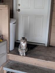 Reunited Male Cat last seen Magnolia and Beech Street , Everett, WA 98203