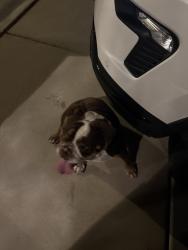 Reunited Unknown Dog last seen Near W Windmill Ln, Las Vegas, NV 89113, USA, Las Vegas, NV 89113