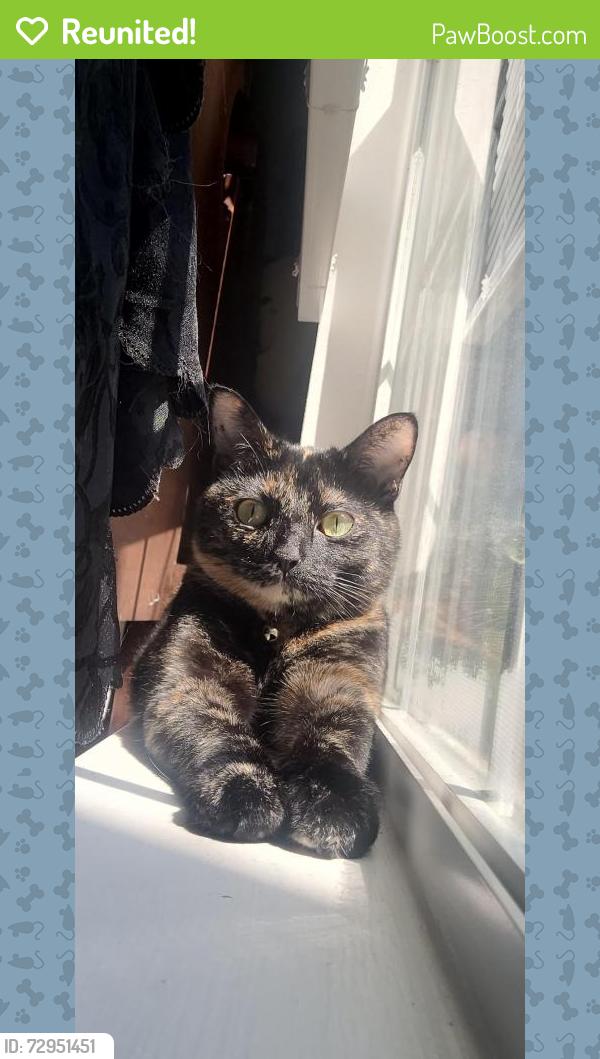 Reunited Female Cat last seen Pine Ave. , Cookeville, TN 38501