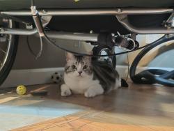 Reunited Unknown Cat last seen El Camino Real and Fair Oaks, Sunnyvale, CA 94086