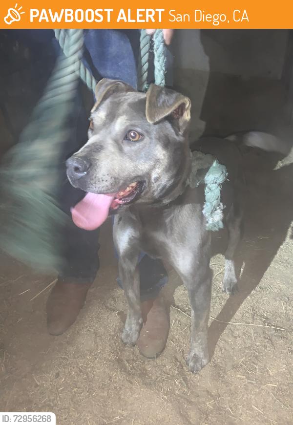 Found/Stray Female Dog last seen Leon ave, San Diego, CA 92154