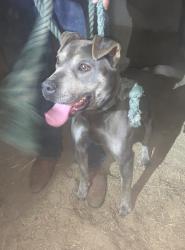 Found/Stray Female Dog last seen Leon ave, San Diego, CA 92154