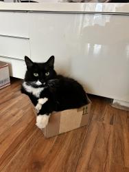 Lost Male Cat last seen Rock Chapel Ct and Rock Chapel Rd., Herndon, VA 20170