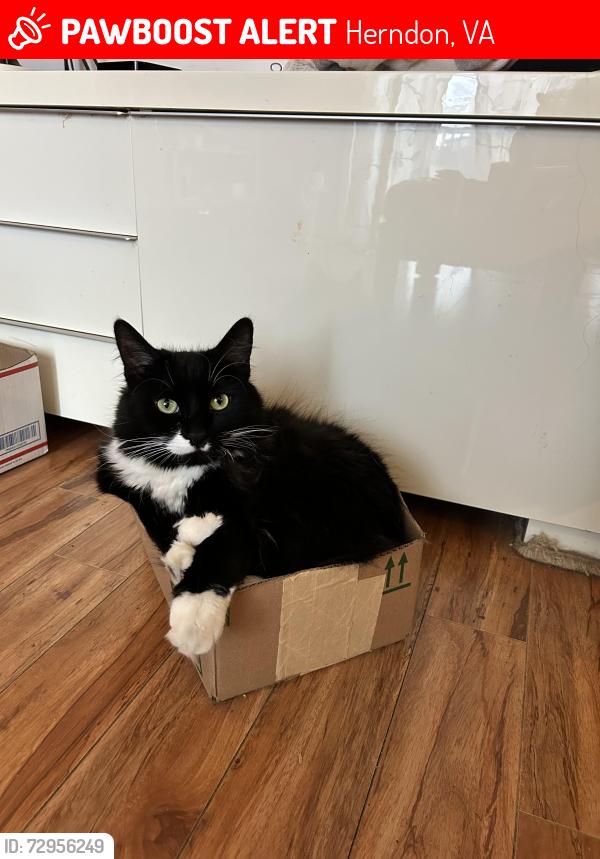 Lost Male Cat last seen Rock Chapel Ct and Rock Chapel Rd., Herndon, VA 20170