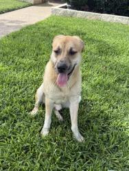 Found/Stray Male Dog last seen Near skyline high school , Dallas, TX 75227