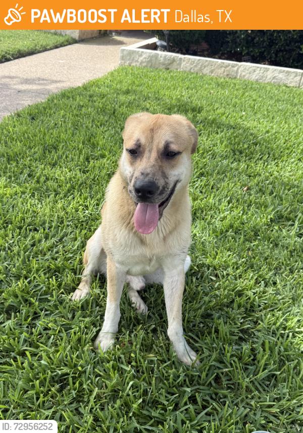 Found/Stray Male Dog last seen Near skyline high school , Dallas, TX 75227