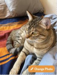 Reunited Female Cat last seen Near East Redondo Avenue , Salt Lake City, UT 84108