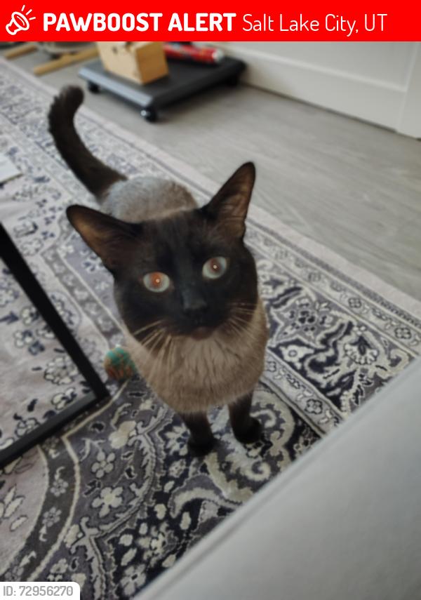 Lost Male Cat last seen Near South 1200 east, Salt Lake City, UT 84102