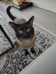 Lost Male Cat last seen Near South 1200 east, Salt Lake City, UT 84102