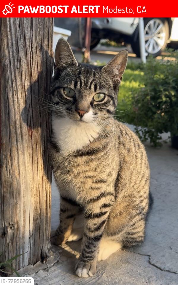 Lost Female Cat last seen Bystrum & Herndon , Modesto, CA 95351