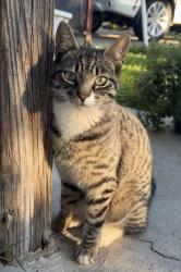 Lost Female Cat last seen Bystrum & Herndon , Modesto, CA 95351