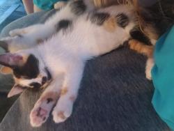 Lost Female Cat last seen Baron dr, Norman, OK 73071