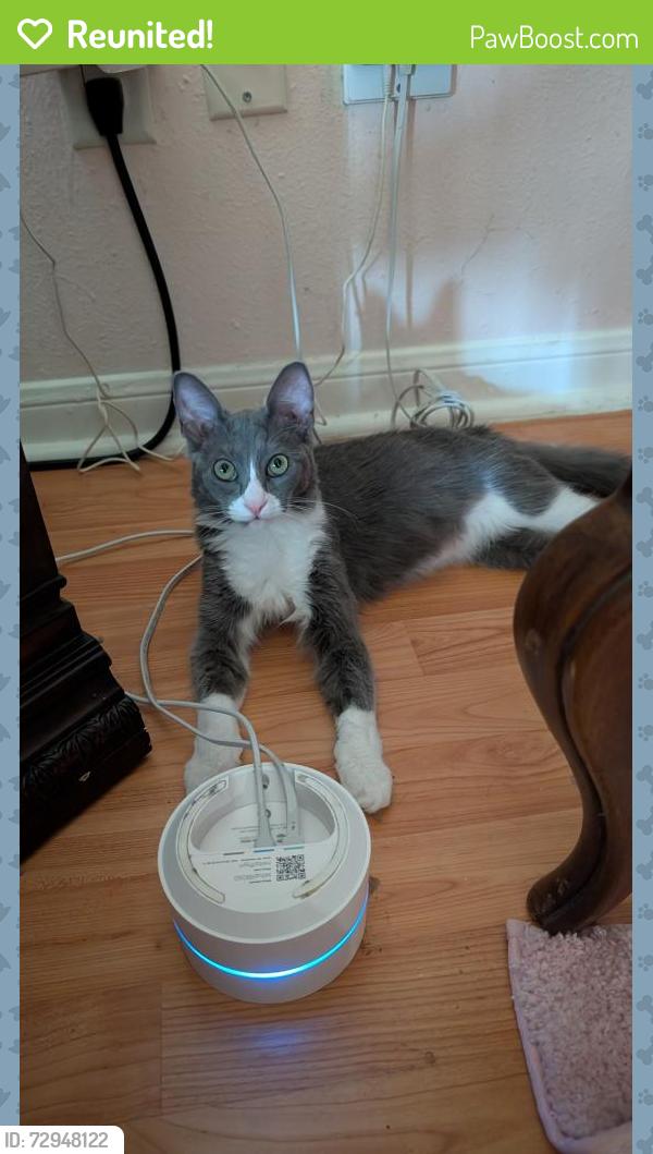 Reunited Female Cat last seen Great Northwest , San Antonio, TX 78250