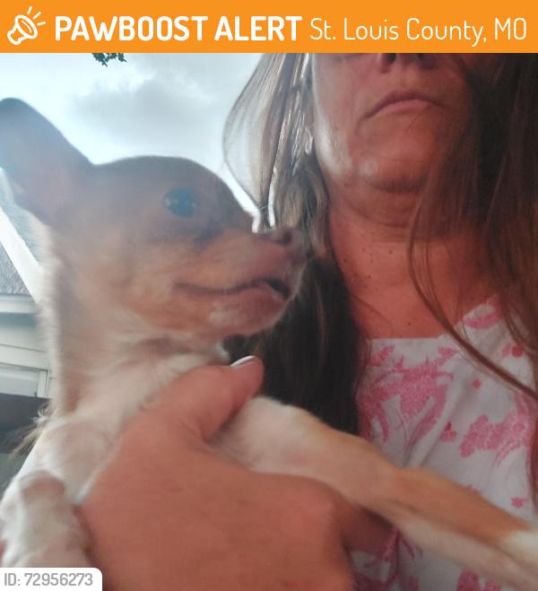 Surrendered Male Dog last seen Brown rd and Graceland , St. Louis County, MO 63114