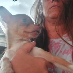 Found/Stray Male Dog last seen Brown rd and Graceland , St. Louis County, MO 63114