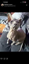 Reunited Male Cat last seen 32nd and Marshall , Wheat Ridge, CO 80033