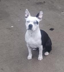 Lost Male Dog last seen Peck Rd and Lower Azusa Rd , El Monte, CA 91732