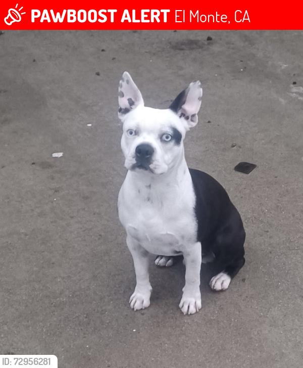 Lost Male Dog last seen Peck Rd and Lower Azusa Rd , El Monte, CA 91732