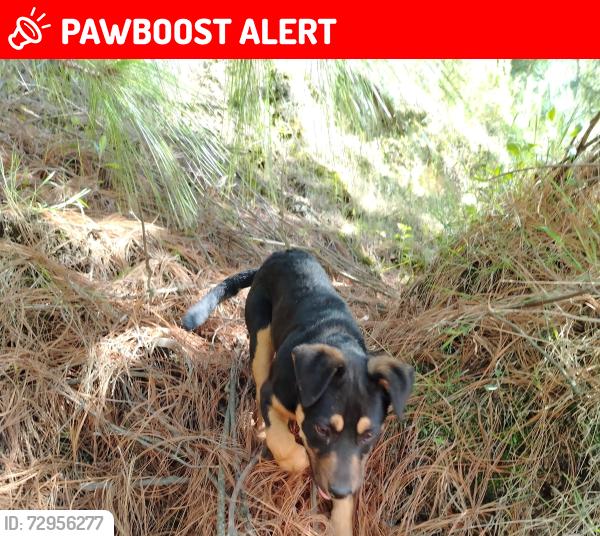 Lost Female Dog last seen Escuela primaria Ignacio Zaragoza , San Pedro Arriba 3ra. Sección, Méx. 50867