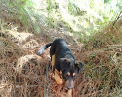 Lost Female Dog last seen Escuela primaria Ignacio Zaragoza , San Pedro Arriba 3ra. Sección, Méx. 50867