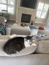 Lost Female Cat last seen Sunset ridge park , San Ramon, CA 94583
