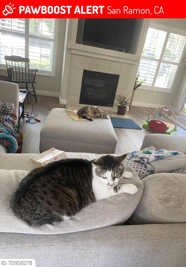 Lost Female Cat last seen Sunset ridge park , San Ramon, CA 94583