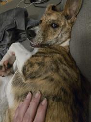 Reunited Female Dog last seen Cricket rd, stoney point loop, Fayetteville, NC 28306