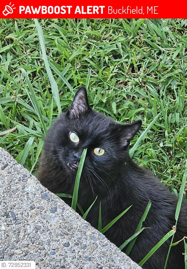 Lost Male Cat last seen Gammon rd, Buckfield, ME 04220