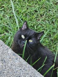 Lost Male Cat last seen Gammon rd, Buckfield, ME 04220