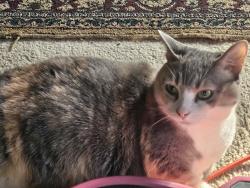 Lost Female Cat last seen Ravenwood Dr. Marietta, GA 30066, Cobb County, GA 30066