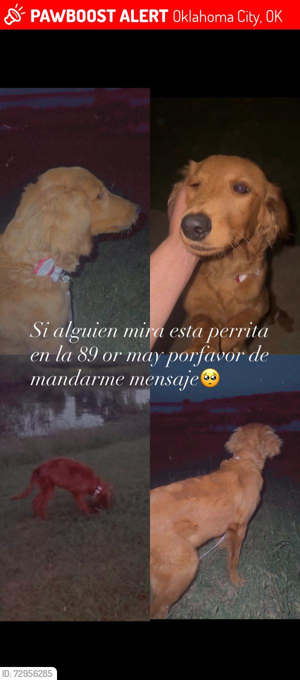 Lost Female Dog last seen 92st and may, Oklahoma City, OK 73165
