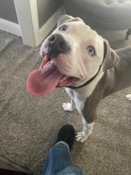 Reunited Male Dog last seen Rocky ridge, Irondale, AL 35210