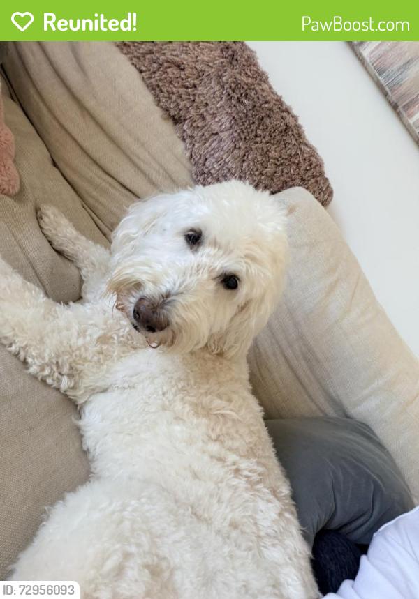 Reunited Female Dog last seen Caruth Blvd and Durham , Dallas, TX 75225