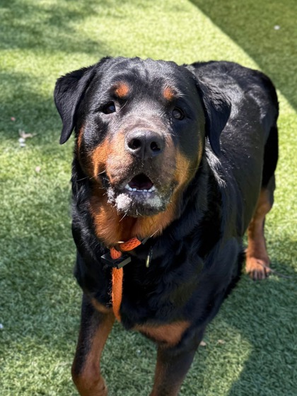 Shelter Stray Female Dog last seen Near Wegworth Lane, 21230, MD, Baltimore, MD 21230