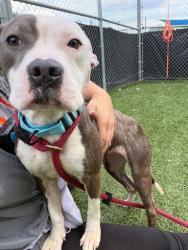 Shelter Stray Female Dog last seen Near Sargeant St, 21223, MD, Baltimore, MD 21230