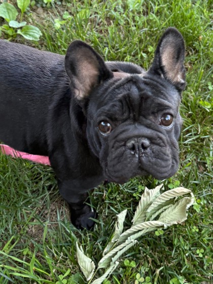 Shelter Stray Female Dog last seen Near Old York Rd, 21218, MD, Baltimore, MD 21230