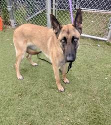 Shelter Stray Female Dog last seen Near Fairfax Rd, 21210, MD, Baltimore, MD 21230