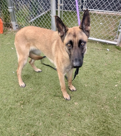 Shelter Stray Female Dog last seen Near Fairfax Rd, 21210, MD, Baltimore, MD 21230