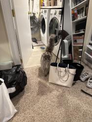Reunited Female Cat last seen In front of a very big baseball park., Newton, MA 02460
